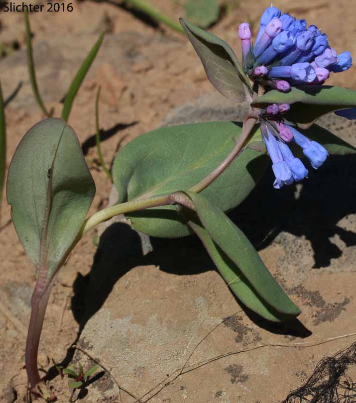 Long Bluebells, Long-flowered Lungwort, Small Bluebells, Trumpet Bluebells: Mertensia longiflora