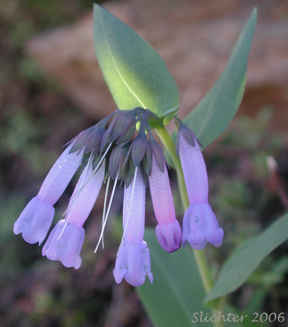Flowers of Long Bluebells, Long-flowered Lungwort, Small Bluebells, Trumpet Bluebells: Mertensia longiflora