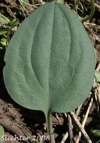 Basal leaf of Mertensia longiflora