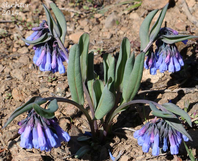 Long Bluebells, Long-flowered Lungwort, Small Bluebells, Trumpet Bluebells: Mertensia longiflora