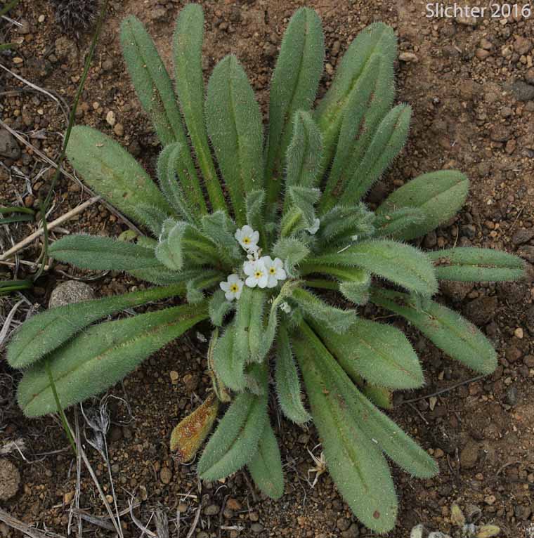 Great Basin Popcorn Flower, Harkness' Popcornflower, Harkness' Plagiobothrys: Plagiobothrys kingii var. harknessii (Synonym: Plagiobothrys harknessii)