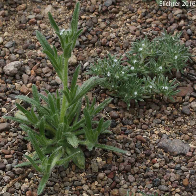 Great Basin Popcorn Flower, Harkness' Popcornflower, Harkness' Plagiobothrys: Plagiobothrys kingii var. harknessii (Synonym: Plagiobothrys harknessii)