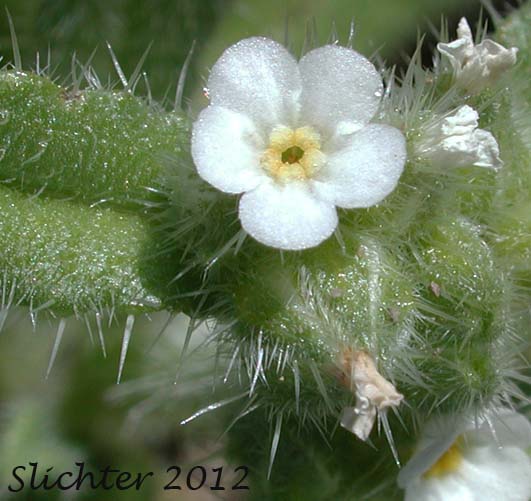 Close-up of the corolla of Great Basin Popcorn Flower, Harkness' Popcornflower, Harkness' Plagiobothrys: Plagiobothrys kingii var. harknessii (Synonym: Plagiobothrys harknessii)