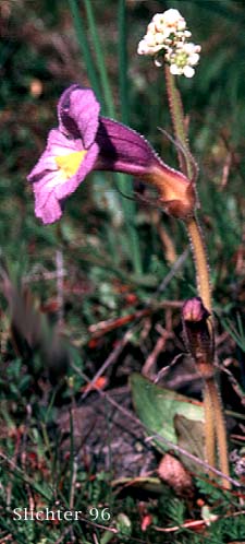 Host saxifrage and Purple Broomrape, Naked Broomrape, Oneflowered Broomrape: Orobanche uniflora var. purpurea (Synonym: Orobanche uniflora ssp. purpurea)