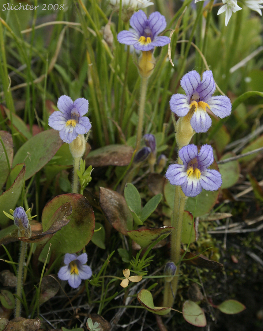 Purple Broomrape, Naked Broomrape, Oneflowered Broomrape: Orobanche uniflora var. purpurea (Synonym: Orobanche uniflora ssp. purpurea)