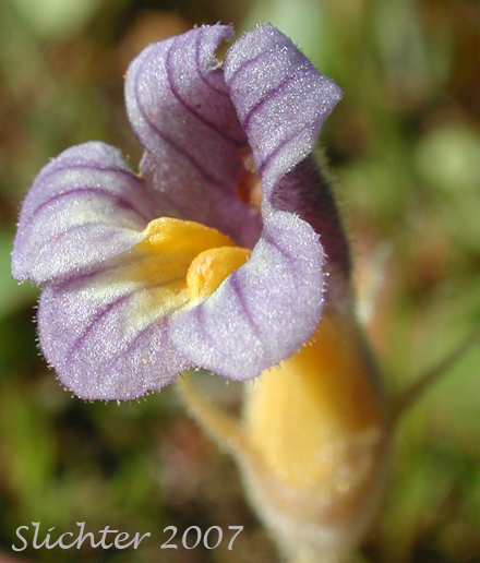Flower of Purple Broomrape, Naked Broomrape, Oneflowered Broomrape: Orobanche uniflora var. purpurea (Synonym: Orobanche uniflora ssp. purpurea)