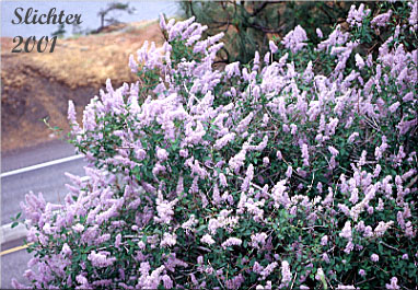 Deerbrush, Deer Brush: Ceanothus integerrimus (Synonyms: Ceanothus andersonii, Ceanothus californicus, Ceanothus integerrimus var. californicus, Ceanothus integerrimus var. macrothyrsus)