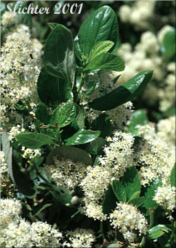 Snow Brush, Sticky Laurel, Tobacco Brush: Ceanothus velutinus var. velutinus (Synonym: Ceanothus velutinus ssp. velutinus)