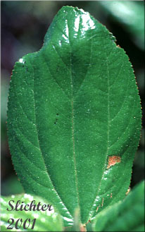 Shiny leaf of Snow Brush, Sticky Laurel, Tobacco Brush: Ceanothus velutinus var. velutinus (Synonym: Ceanothus velutinus ssp. velutinus)