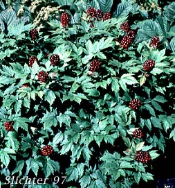 Dark berries of Baneberry: Actaea rubra (Synonyms: Actaea eburnea, Actaea neglecta, Actaea rubra var. dissecta, Actaea spicata, Actaea spicata var. rubra, Actaea viridiflora)