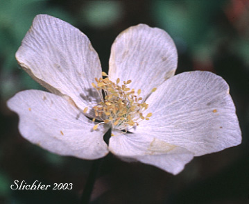 Flower of Northern Anemone, Small-flowered Anemone: Anemone parviflora (Synonyms: Anemone parviflora var. grandiflora, Anemone parviflora var. parviflora)