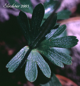 Leaf of Northern Anemone, Small-flowered Anemone: Anemone parviflora (Synonyms: Anemone parviflora var. grandiflora, Anemone parviflora var. parviflora)