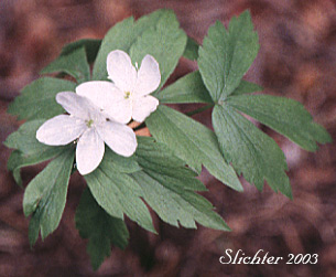 Piper's Anemone, Piper's Windflower: Anemone piperi