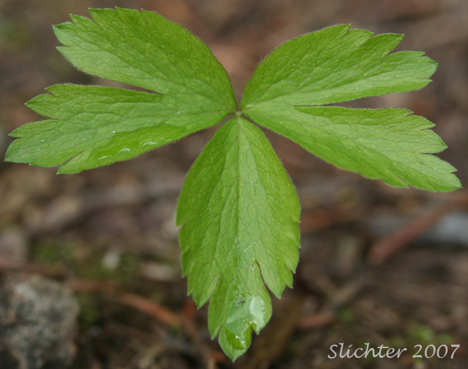 Leaf of Piper's Anemone, Piper's Windflower: Anemone piperi