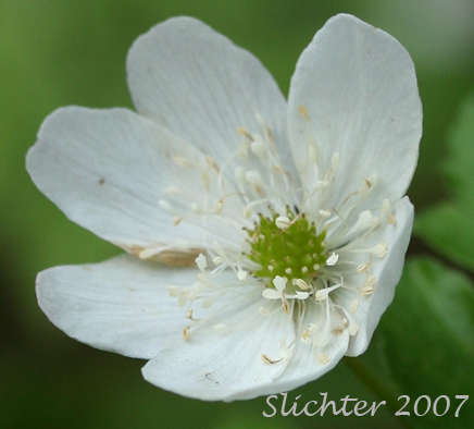 Flower of Piper's Anemone, Piper's Windflower: Anemone piperi