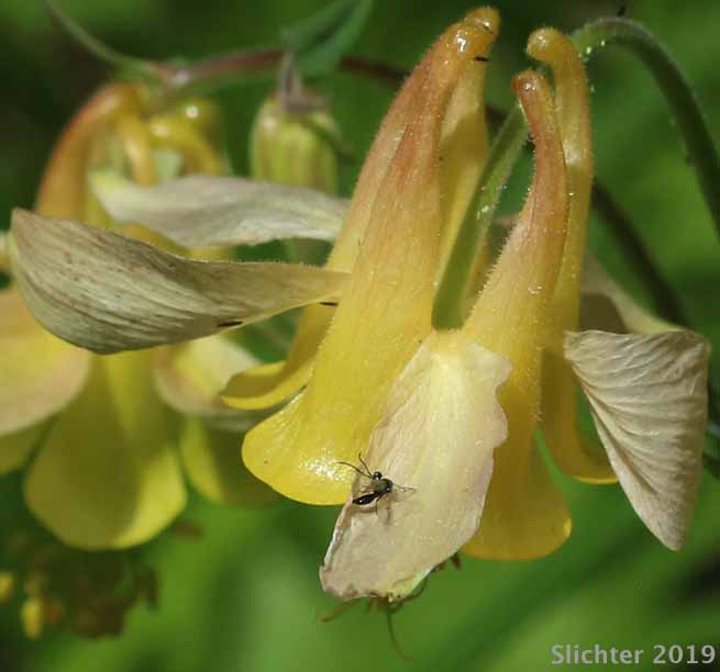 Yellow Columbine: Aquilegia flavescens (Synonyms: Aquilegia flavescens var. flavescens, Aquilegia flavescens var. miniata, Aquilegia formosa var. flavescens)
