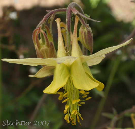 Flower of Yellow Columbine: Aquilegia flavescens (Synonyms: Aquilegia flavescens var. flavescens, Aquilegia flavescens var. miniata, Aquilegia formosa var. flavescens)