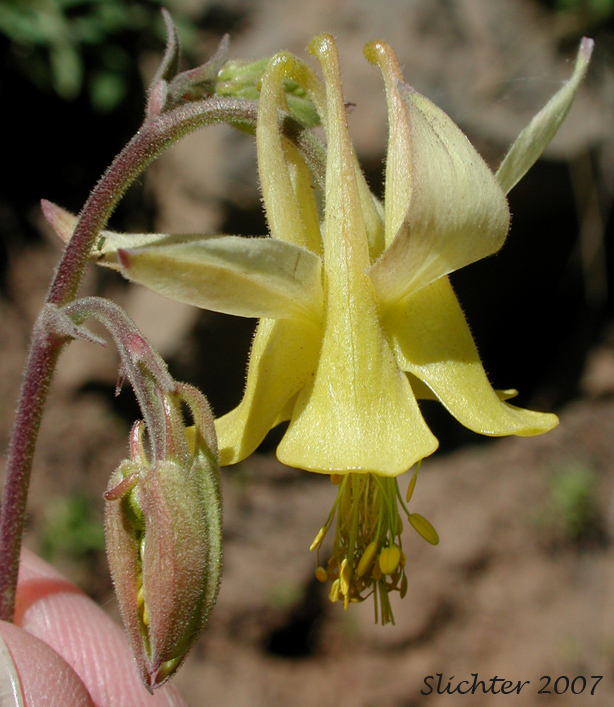 Flower of Yellow Columbine: Aquilegia flavescens (Synonyms: Aquilegia flavescens var. flavescens, Aquilegia flavescens var. miniata, Aquilegia formosa var. flavescens)
