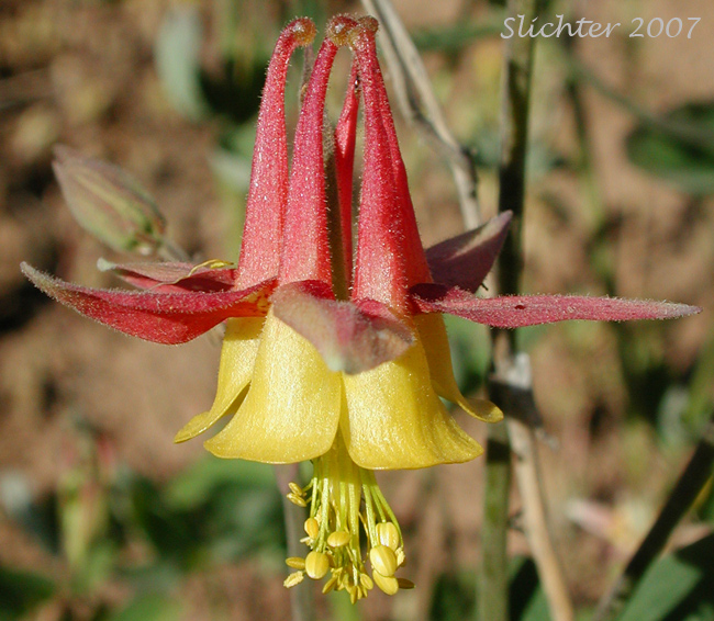 Close-up sideview of a flower of Red Columbine, Sitka Columbine, Western Columbine Aquilegia formosa   Synonyms: Aquilegia formosa var. communis, Aquilegia formosa var. formosa, Aquilegia formosa var. fosteri, Aquilegia formosa var. hypolasia, Aquilegia formosa var. megalantha, Aquilegia formosa var. pauciflora, Aquilegia formosa var. truncata, Aquilegia formosa var. wawawensis
