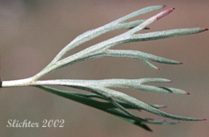 Stem leaf of Meadow Larkspur, Two-spike Larkspur: Delphinium distichum (Synonyms: Synonyms: Delphinium burkei, Delphinium strictum var. distichiflorum)