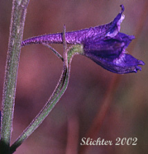Flower of Meadow Larkspur, Two-spike Larkspur: Delphinium distichum (Synonyms: Synonyms: Delphinium burkei, Delphinium strictum var. distichiflorum)