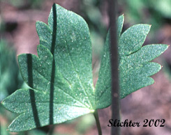 Lower leaf of Meadow Larkspur, Two-spike Larkspur: Delphinium distichum (Synonyms: Synonyms: Delphinium burkei, Delphinium strictum var. distichiflorum)