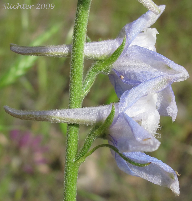 Sideview of the flowers of Meadow Larkspur, Two-spike Larkspur: Delphinium distichum (Synonyms: Synonyms: Delphinium burkei, Delphinium strictum var. distichiflorum)