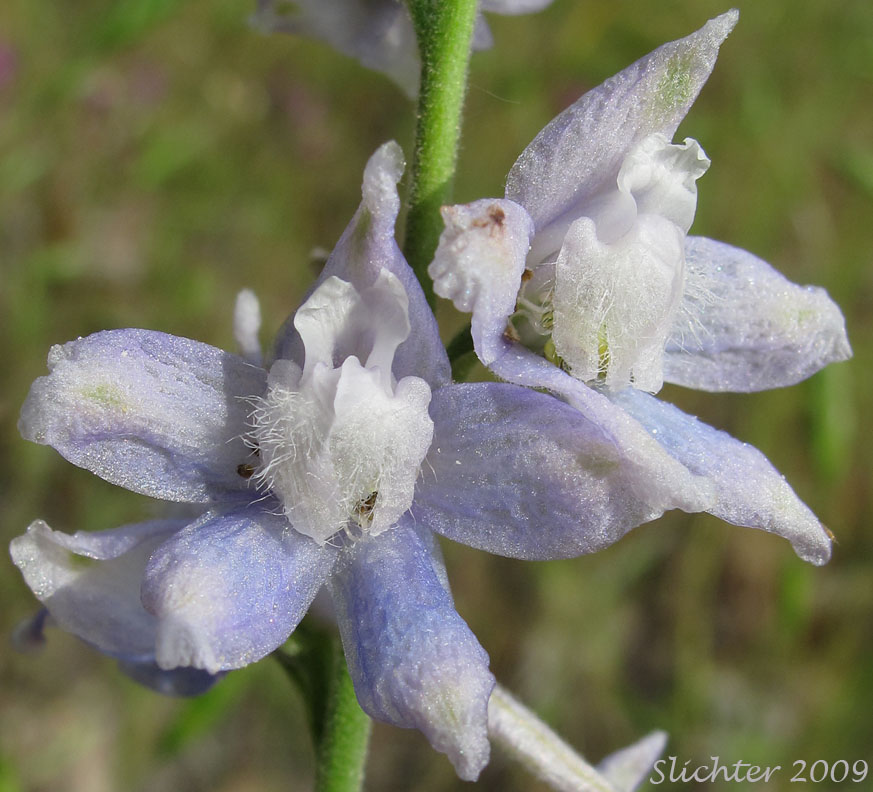 Flowers of Meadow Larkspur, Two-spike Larkspur: Delphinium distichum (Synonyms: Synonyms: Delphinium burkei, Delphinium strictum var. distichiflorum)