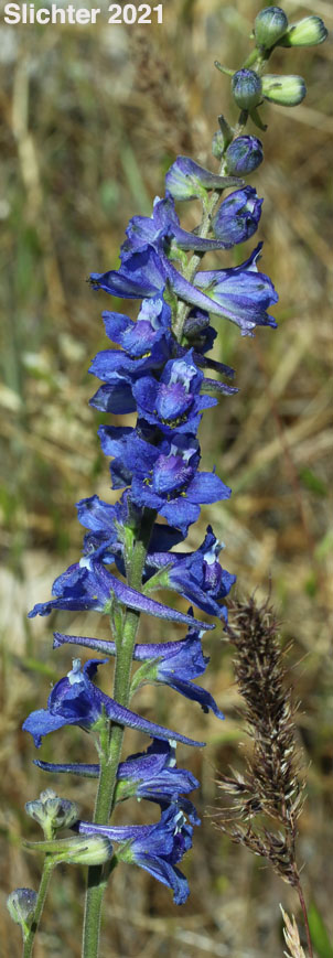 Inflorescence of Meadow Larkspur, Two-spike Larkspur: Delphinium distichum (Synonyms: Synonyms: Delphinium burkei, Delphinium strictum var. distichiflorum)