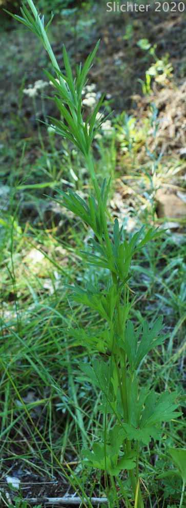 Meadow Larkspur, Two-spike Larkspur: Delphinium distichum (Synonyms: Synonyms: Delphinium burkei, Delphinium strictum var. distichiflorum)