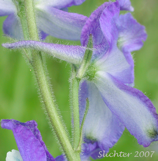 Close-up of a spur and backside of the sepals of Blue Mountain Larkspur, Dwarf Larkspur, Slim Larkspur: Delphinium depauperatum (Synonyms: Delphinium cyanoreios, Delphinium diversifolium, Delphinium diversifolium ssp. harneyense, Delphinium diversifolium var. harneyense)