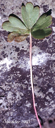 Basal leaf of Blue Mountain Larkspur, Dwarf Larkspur, Slim Larkspur: Delphinium depauperatum (Synonyms: Delphinium cyanoreios, Delphinium diversifolium, Delphinium diversifolium ssp. harneyense, Delphinium diversifolium var. harneyense)