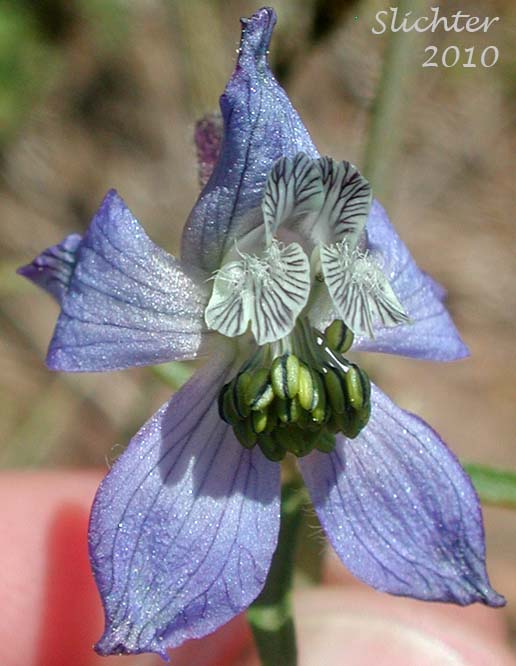 Frontal view of the flower of Thinpetal Larkspur, Thin-petal Larkspur: Delphinium lineapetalum (Synonym: Delphinium nuttallianum var. lineapetalum)