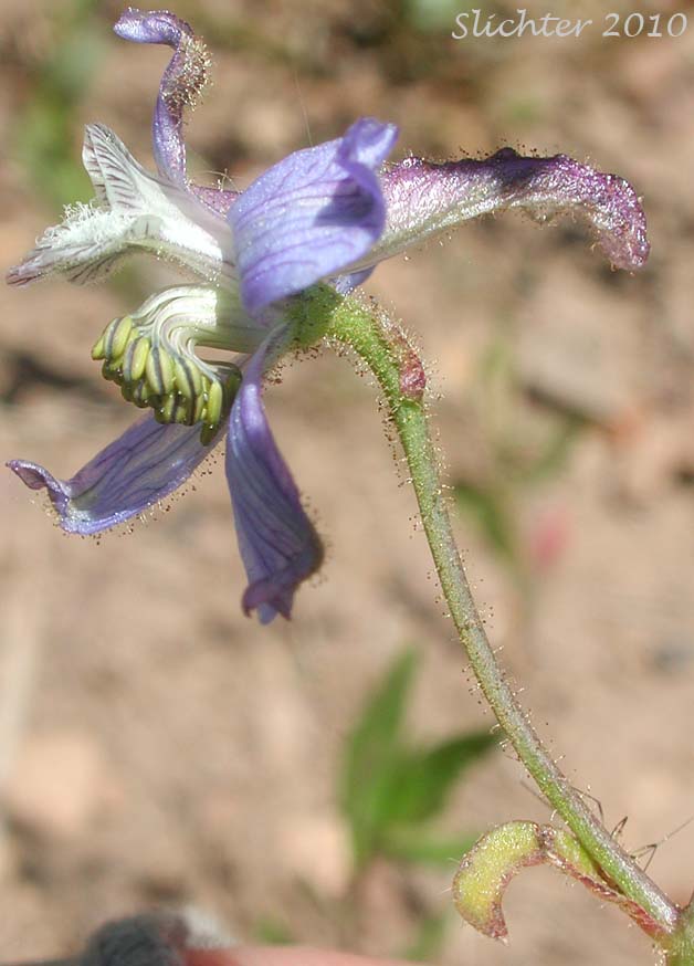 Close-up sideview of the flower of Thinpetal Larkspur, Thin-petal Larkspur: Delphinium lineapetalum (Synonym: Delphinium nuttallianum var. lineapetalum)