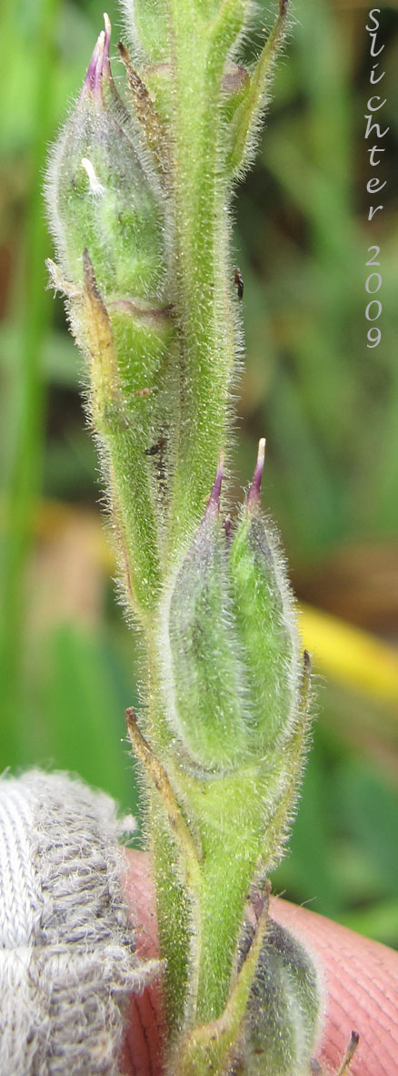 Fruits of Kittitas larkspur: Delphinium multiplex