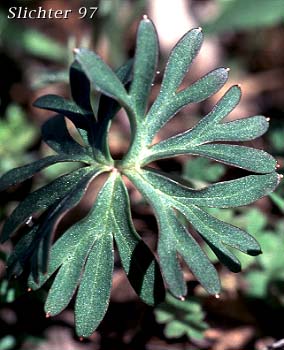 Leaf of Upland Larkspur, Two-lobe Larkspur, Delphinium nuttallianum (Synonyms: Delphinium nuttallianum var. fulvum, Delphinium nuttallianum var. levicaule, Delphinium pauciflorum, Delphinium sonnei)