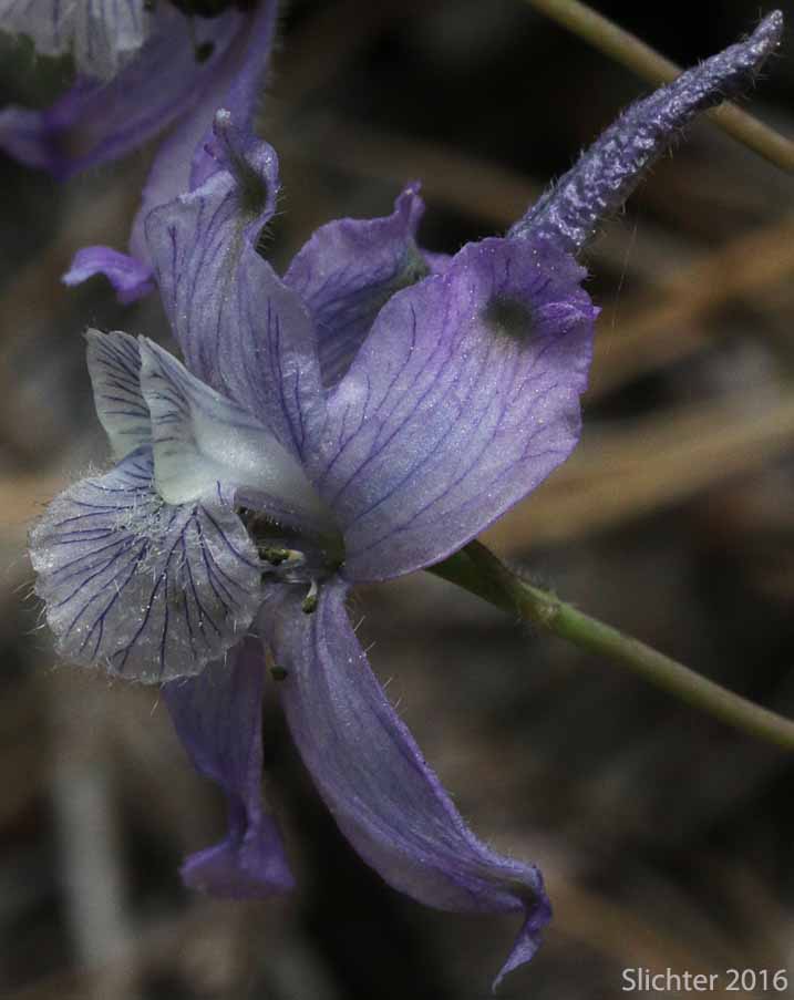 Pale-flowered form of Upland Larkspur, Two-lobe Larkspur, Delphinium nuttallianum (Synonyms: Delphinium nuttallianum var. fulvum, Delphinium nuttallianum var. levicaule, Delphinium pauciflorum, Delphinium sonnei)
