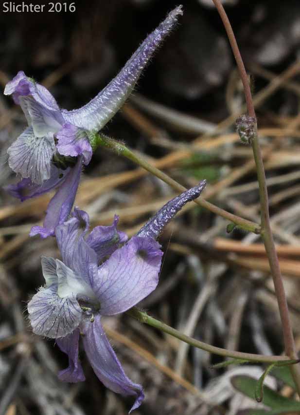 Pale-flowered form of Upland Larkspur, Two-lobe Larkspur, Delphinium nuttallianum (Synonyms: Delphinium nuttallianum var. fulvum, Delphinium nuttallianum var. levicaule, Delphinium pauciflorum, Delphinium sonnei)
