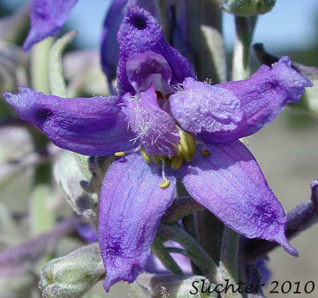 Frontal view of the flower of Spiked Larkspur, Rocky Mountain Larkspur, Tall Mountain Larkspur, Umatilla Larkspur: Delphinium stachydeum (Synonym: Delphinium scopulorum var. stachydeum, Delphinium umatillense)
