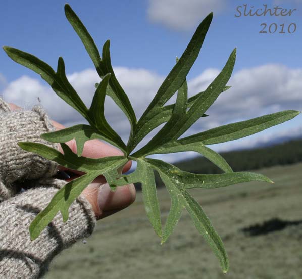 Leaf of Spiked Larkspur, Rocky Mountain Larkspur, Tall Mountain Larkspur, Umatilla Larkspur: Delphinium stachydeum (Synonym: Delphinium scopulorum var. stachydeum, Delphinium umatillense)