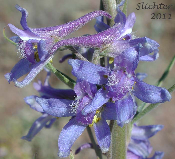 Close-up of the flowers of Spiked Larkspur, Rocky Mountain Larkspur, Tall Mountain Larkspur, Umatilla Larkspur: Delphinium stachydeum (Synonym: Delphinium scopulorum var. stachydeum, Delphinium umatillense)