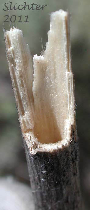 Hollow stem of Spiked Larkspur, Rocky Mountain Larkspur, Tall Mountain Larkspur, Umatilla Larkspur: Delphinium stachydeum (Synonym: Delphinium scopulorum var. stachydeum, Delphinium umatillense)