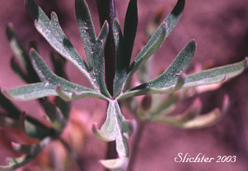 Stem leaf of Spiked Larkspur, Rocky Mountain Larkspur, Tall Mountain Larkspur, Umatilla Larkspur: Delphinium stachydeum (Synonym: Delphinium scopulorum var. stachydeum, Delphinium umatillense)