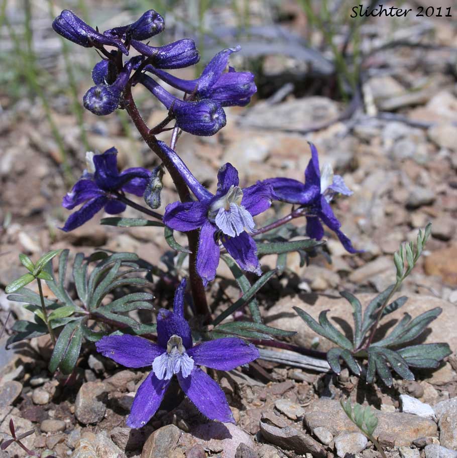 Unidentified larkspurs from the Malheur National Forest