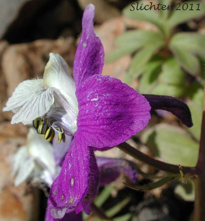 Close-up sideview of a flower of Unidentified larkspurs from the Malheur National Forest