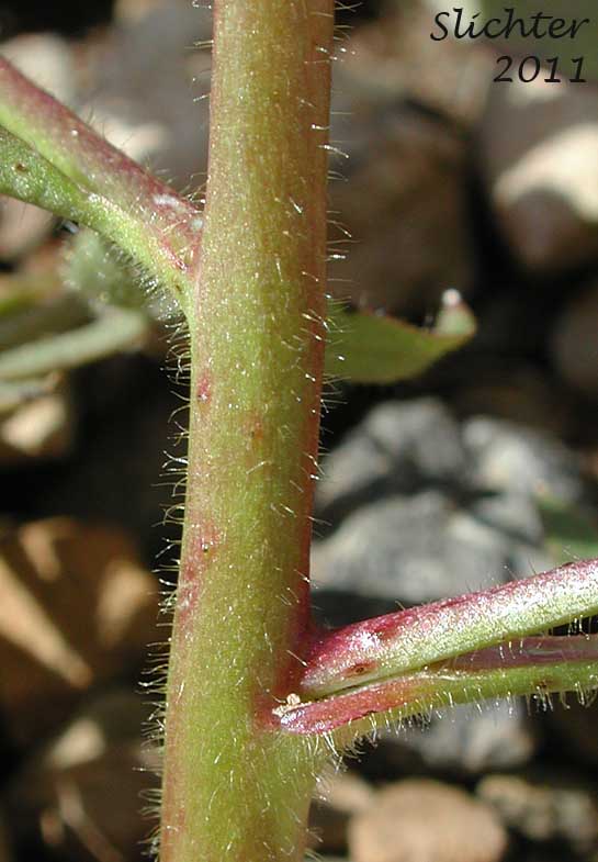 Spreading hairs on the stem of Unidentified larkspurs from the Malheur National Forest
