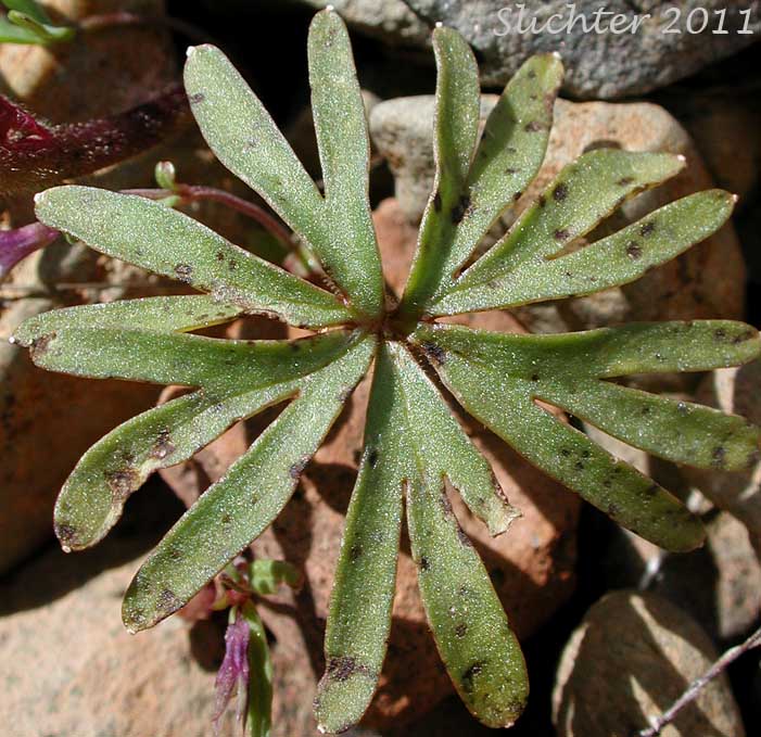 Lower stem leaf of Unidentified larkspurs from the Malheur National Forest