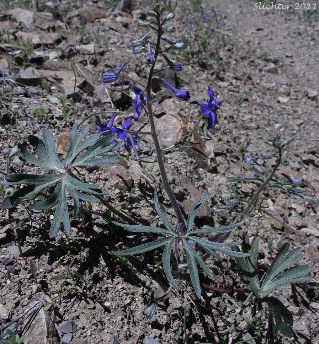 Unidentified larkspurs from the Malheur National Forest