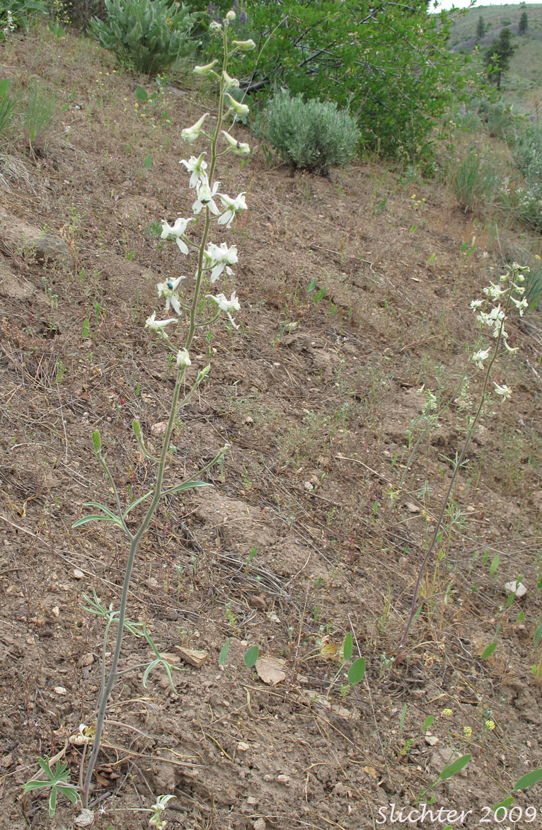 Yellow-white Larkspur: Delphinium xantholeucum