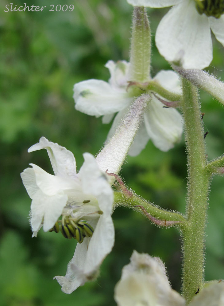 Flower of Yellow-white Larkspur: Delphinium xantholeucum